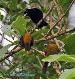 Three Tanagers