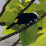 Yellow Rumped Tanager