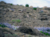 Lupine on stony ground in Iceland