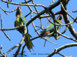 Two Screaming Great Green Macaws