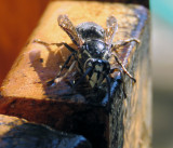 Bald Faced Hornet At Lees House