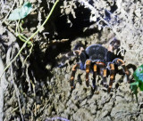 Female Tarantula in a mud cave at night!