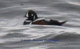 Male Harlequin Duck  Swimming on Cape Ann this morning