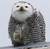 Claw Cleaning Time for the Snowy Owl