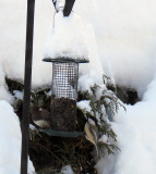 Junco and Chicadee on Christmas Day