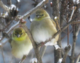 Winter plumage on fluffed out Goldfinches