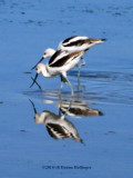 Avocets...crossed swords