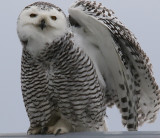 WingStretch Miss Snowy Owl