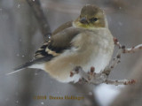 Hungry American Goldfinch