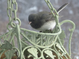 Junco on the deck feeder 