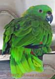 Parrot inside the Rafters