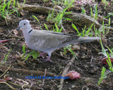 Collared Dove