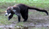 Coati