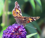 Hundreds of Painted Ladies visited our garden in September 2017