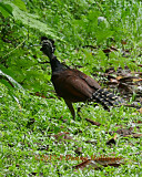 A Female Curassow Running Away from ME!