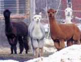 Alpacas At Wallaces Farm