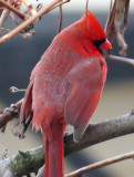 90% of the Cardinal visiiting Locust Terrace