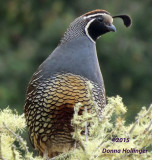 California quail waiting fir his Lady Love