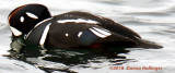 Sipping the Ocean, Harlequin Duck