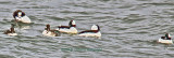 Bufflehead Stuff at the Rocks leading up to Rockport Beach