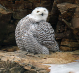 Snowy Owl Female Preening