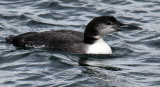 A Common Loon winter Plumage at Rockport
