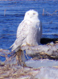 One of Three Snowy Owls near Parker River, Joppa Flats