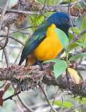 Euphonia at Yanacocha