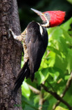 Lineated Woodpecker