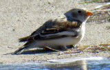 Snow Bunting all By Itself