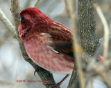 Purple/Pink/Red Finch....