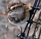 American Tree Sparrow