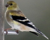 A Very Changeable Goldfinch at a Thistle Feeder in 