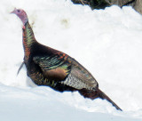 Young MaleTurkey from Turnpike Road 