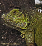 Iguana on the River Bed