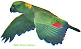 Yellow Naped Parrot  Amazona auropalliata