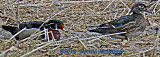 Feeding in the Field, Woodduck pair