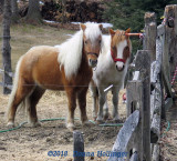 Two Friendly Ponies