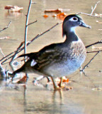 Female Woodduck