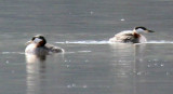 Red-Necked Grebes