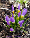 I planted the Crocus, but he took the Photo!