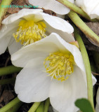 Hellebore Before the Snow