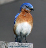 Mr Bluebird Near a Nesting Box