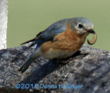 Female Bluebird with Worm