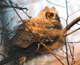 Great Horned Owlette in Better Light