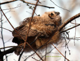 Great Horned Owlette, Lying Down