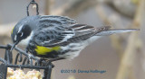 Myrtle Warbler eating suet on the Patio