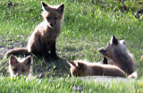 Five Fox Kits, semi hidden in a culvert