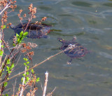 Chasing Each Other, Painted Turtles