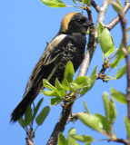 Bobolink with his whole tail